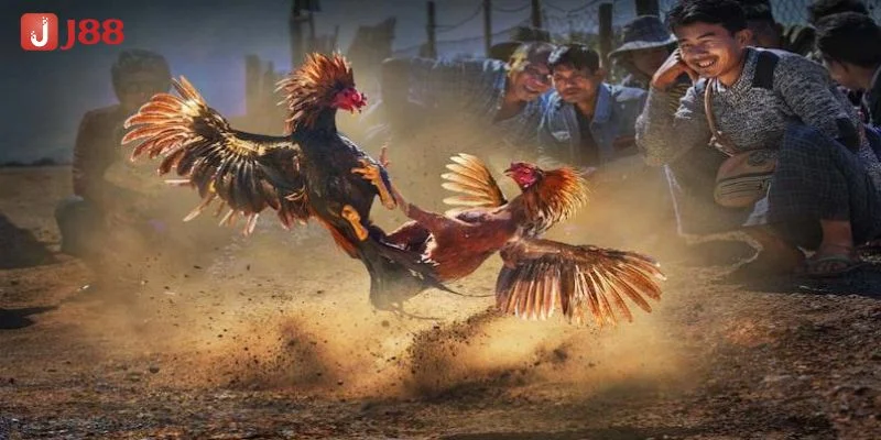 Các trận đấu đá gà J88 luôn được làm mới và cập nhật thường xuyên.